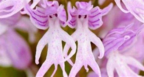 weirdest flower names|Flowers with funny names .